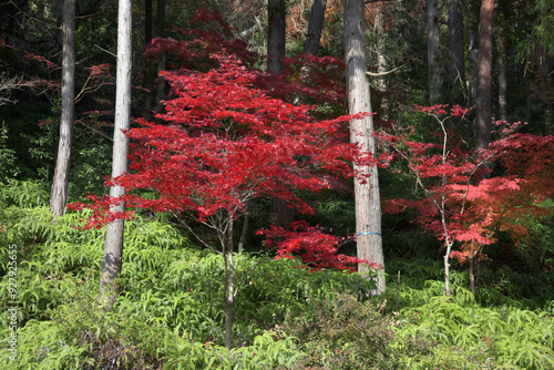 本圀寺　境内の紅葉　京都市山科区 photo