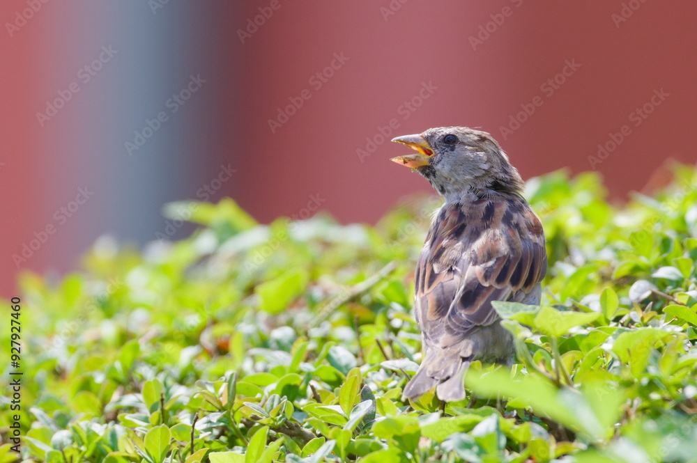 Fototapeta premium Passer domesticus aka house sparrow female perched on the bush. Common bird in Czech republic.