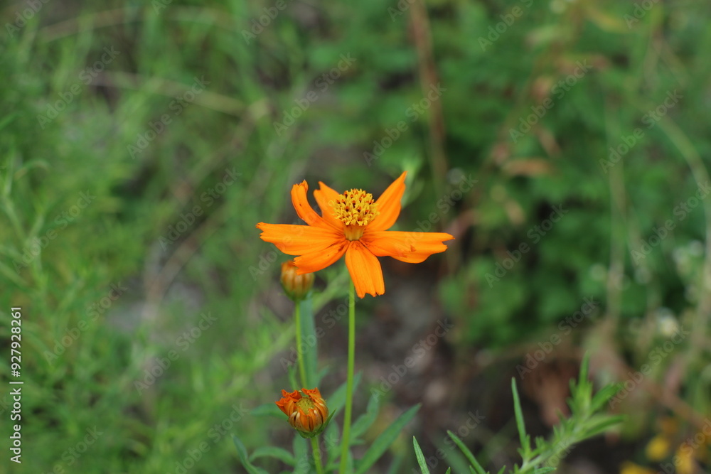 Obraz premium 황코스모스