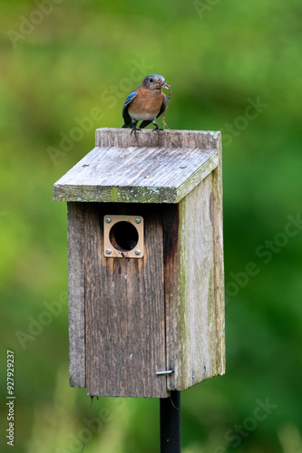 Eastern Bluebird Perched on Nesting Box photo