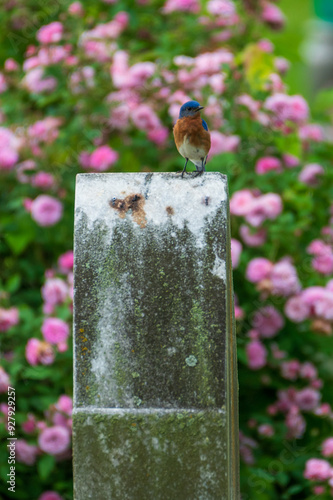 Eastern Bluebird Perched on Headstone photo