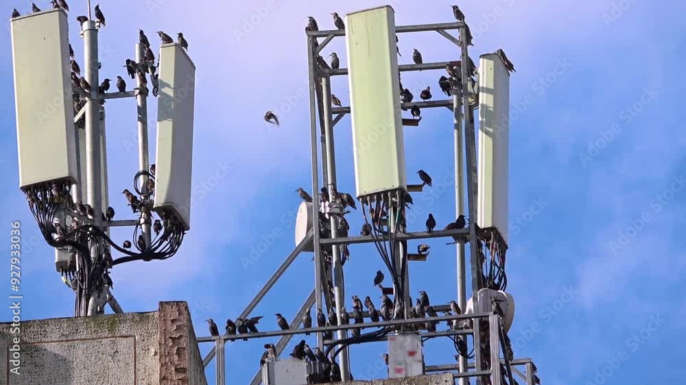 Migratory Birds Perched on Cell Phone Base Station Antennas Footage. Migratory Birds Perched on Cell Phone Base Station Antennas Footage.