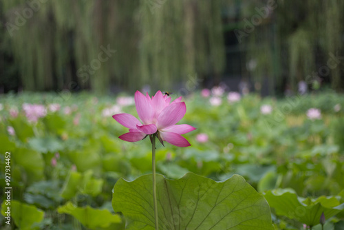 lotus on the water with a bee on it