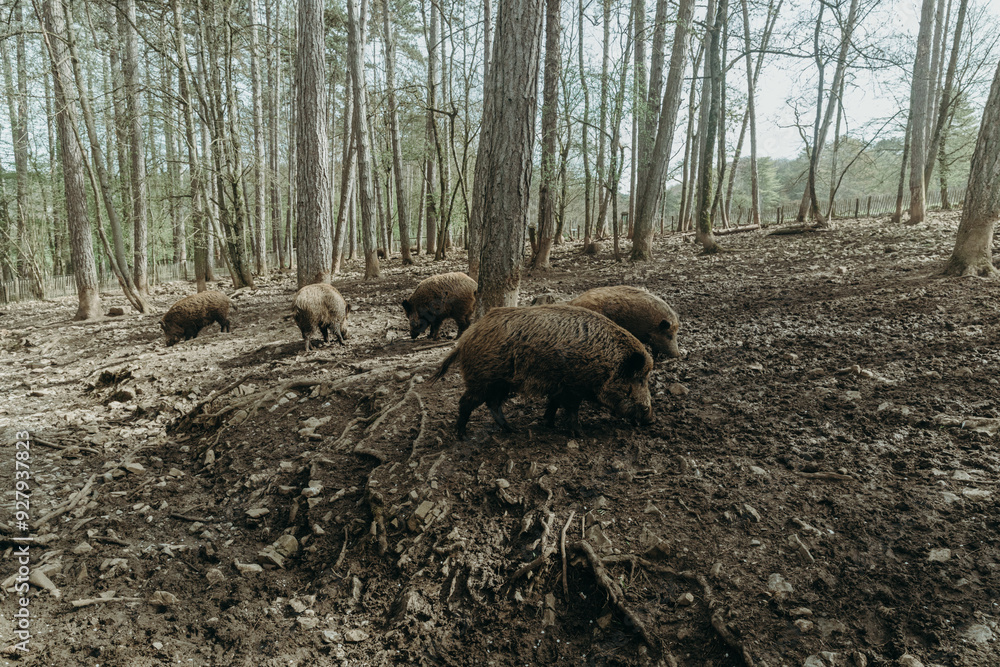 Five wild boars in the forest among the trees. Five wild boars in the forest among the trees.