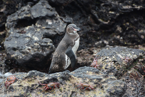 Galapagos Penguin (Spheniscus mendiculus) standing on rocks with crabs in the Galapagos Islands of Ecuador. Black and white penguin with pink on bill.