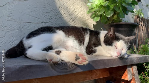 Black and white cat sleeping on the chair in sunny morning.