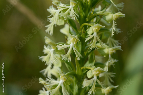 Ragged Fringed Orchid (Platanthera lacera) or green fringed bog-orchid flowers in a bog and wet grassland. This wetland orchid has deeply fringed lips on the greenish white flowers. Macro close up. photo