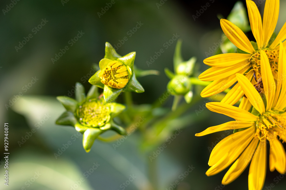 Fototapeta premium Macro of yellow beautiful flowers and buds on blurred dark background. Nature, blooming