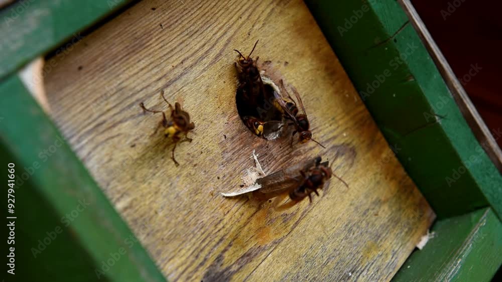 European hornets (Vespa Crabro) eat honey at the tit box, bird house