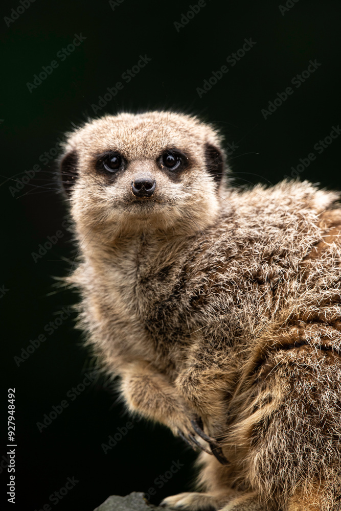 Fototapeta premium meerkat on the lookout