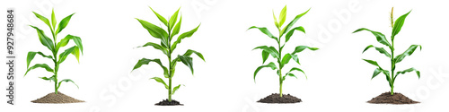 set of a Isolated green corn plant on a white background, with no shadows or reflections, on a transparent background