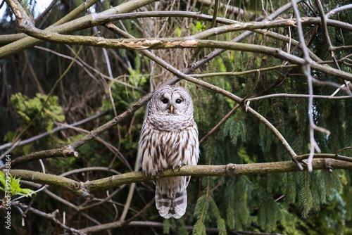 wild owl on a branch