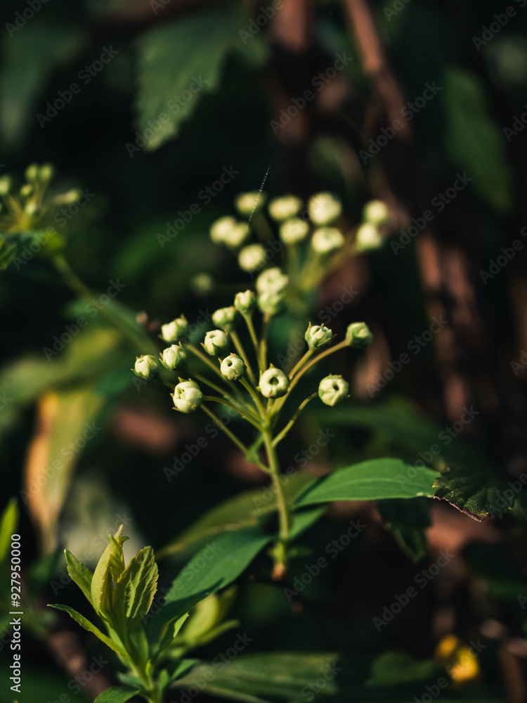 Obraz premium Close up of a flowering plant