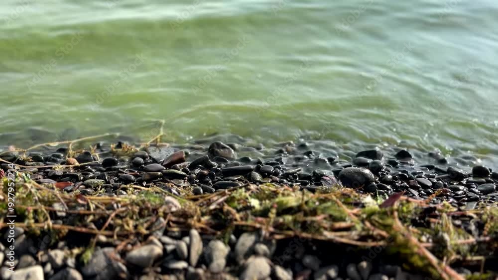 Proliferated algae with cyanobacteria in the water near the beach in the lake Proliferated algae with cyanobacteria in the water near the beach in the lake