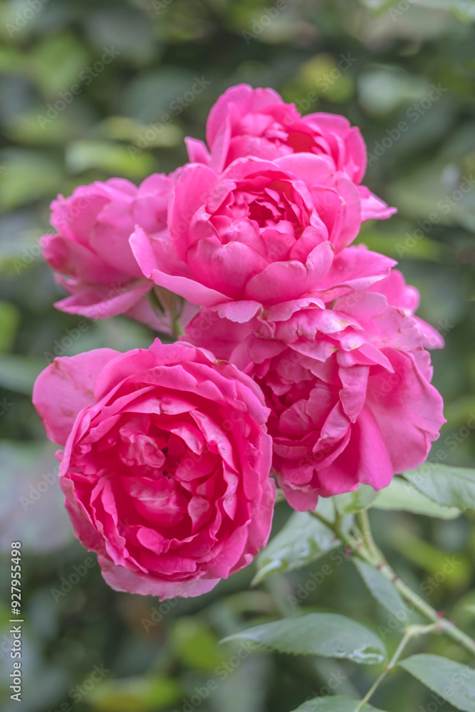 Rose (Rosa sp.) Rose (Rosa sp.)