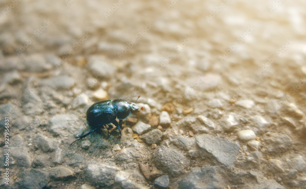 Geotrupidae, black beetle, earth-boring dung beetle, or dor beetle insect on stone road in sunset light Geotrupidae, black beetle, earth-boring dung beetle, or dor beetle insect on stone road in sunset light