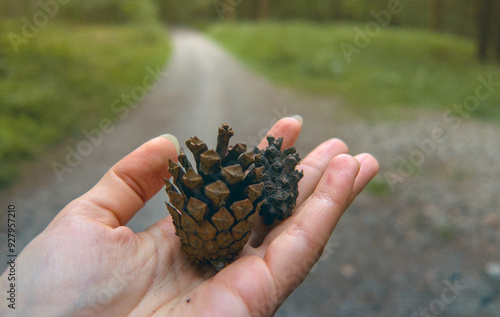 Pine cone in human hand close up, person holding, green forest in background as illustration and symbol of life, love to nature, ecology, human impact and walking