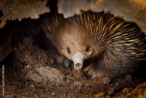 Tableau sur toile The short-beaked echidna is covered in fur and spines and has a distinctive snout and a specialised tongue, which it uses to catch its insect prey at a great speed