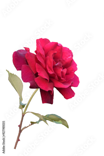 red rose isolated on white background transparently  photo