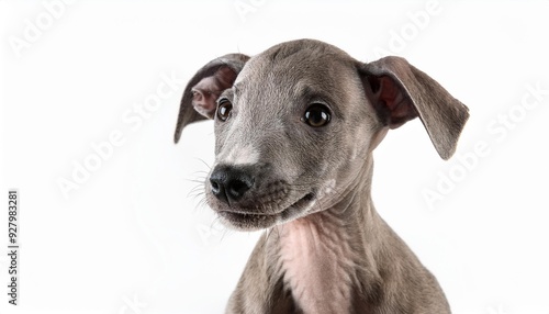 笑顔のイタリアン・グレーハウンドの子犬のポートレート（Portrait of a smiling Italian Greyhound puppy on white background） 