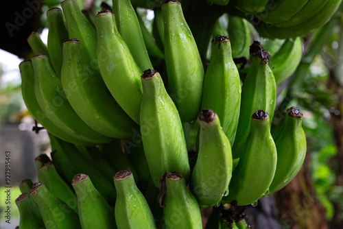 A close-up of vibrant green bananas hanging in a lush, tropical environment photo