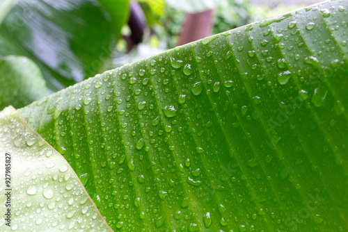 Close-up of fresh green leaf with raindrops, capturing the essence of a tropical rainforest photo