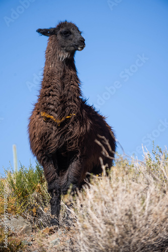 Llamas en la provincia de Jujuy, Argentina. Una mamífero típico del norte argentino que decora el paisaje con belleza y ternura.