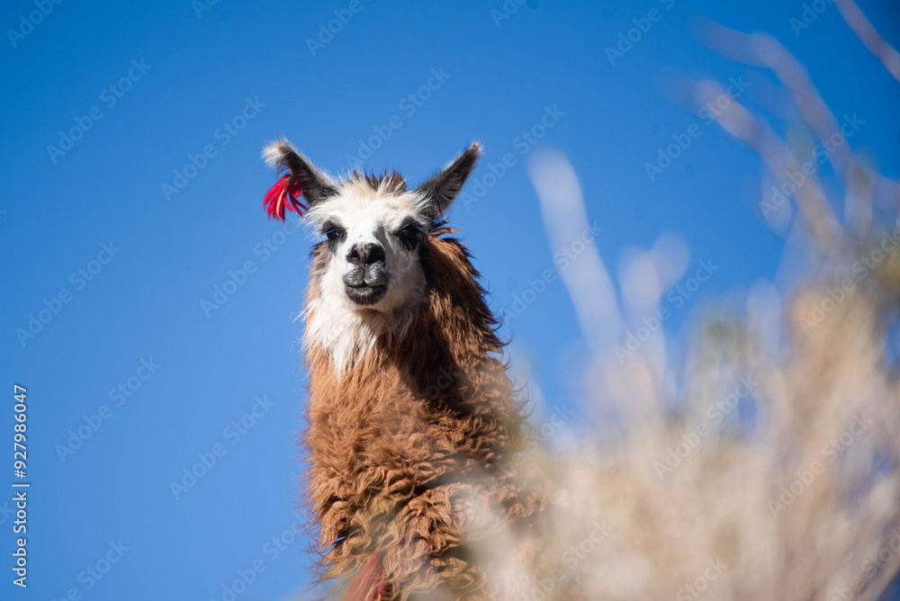 Obraz premium Llamas en la provincia de Jujuy, Argentina. Una mamífero típico del norte argentino que decora el paisaje con belleza y ternura.