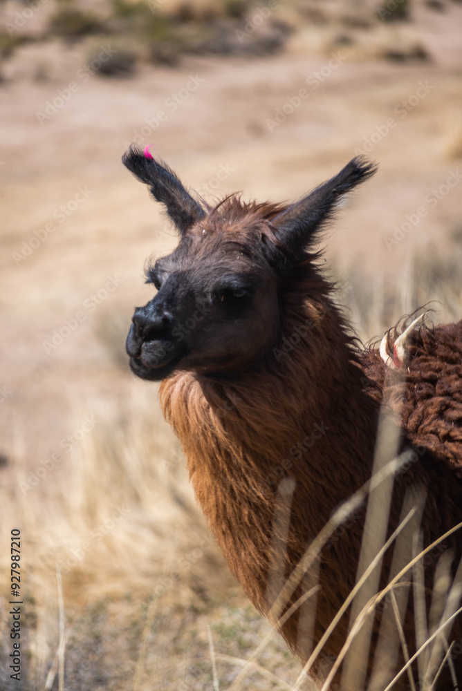 Obraz premium Llamas en la provincia de Jujuy, Argentina. Una mamífero típico del norte argentino que decora el paisaje con belleza y ternura.