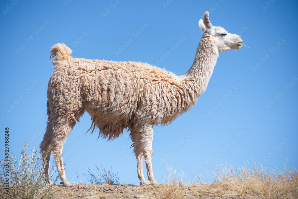 Fototapeta premium Llamas en la provincia de Jujuy, Argentina. Una mamífero típico del norte argentino que decora el paisaje con belleza y ternura.
