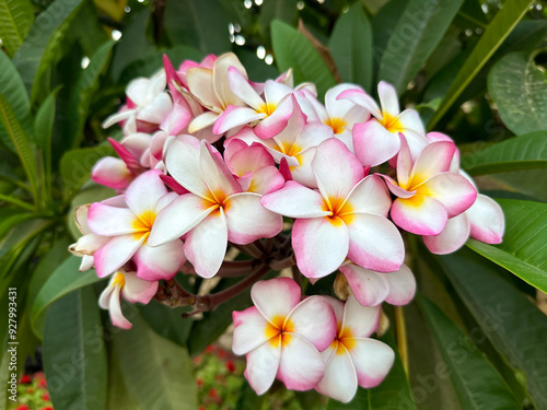 Beautiful bloom of plumeria (Latin - Plumeria)