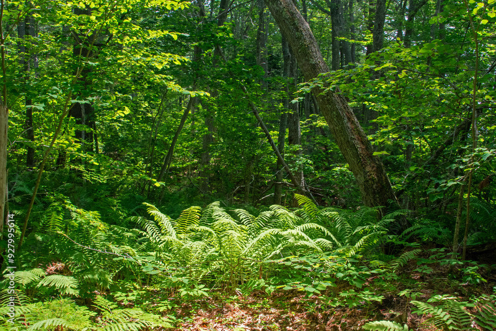 Fototapeta premium New England Deciduous Forest in Summer
