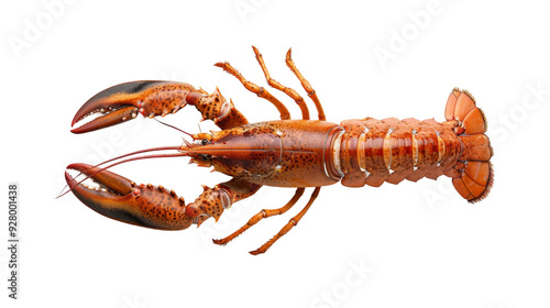A single, cooked lobster isolated on a transparent background, seen from above.