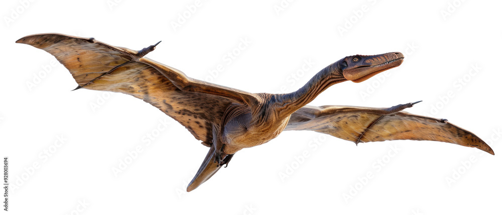 Flying Pterosaur on Transparent Background Flying Pterosaur on Transparent Background