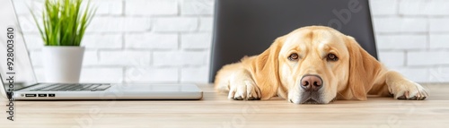 A relaxed Labrador dog lying on a desk next to a laptop and a potted plant, embodying a cozy home office vibe.