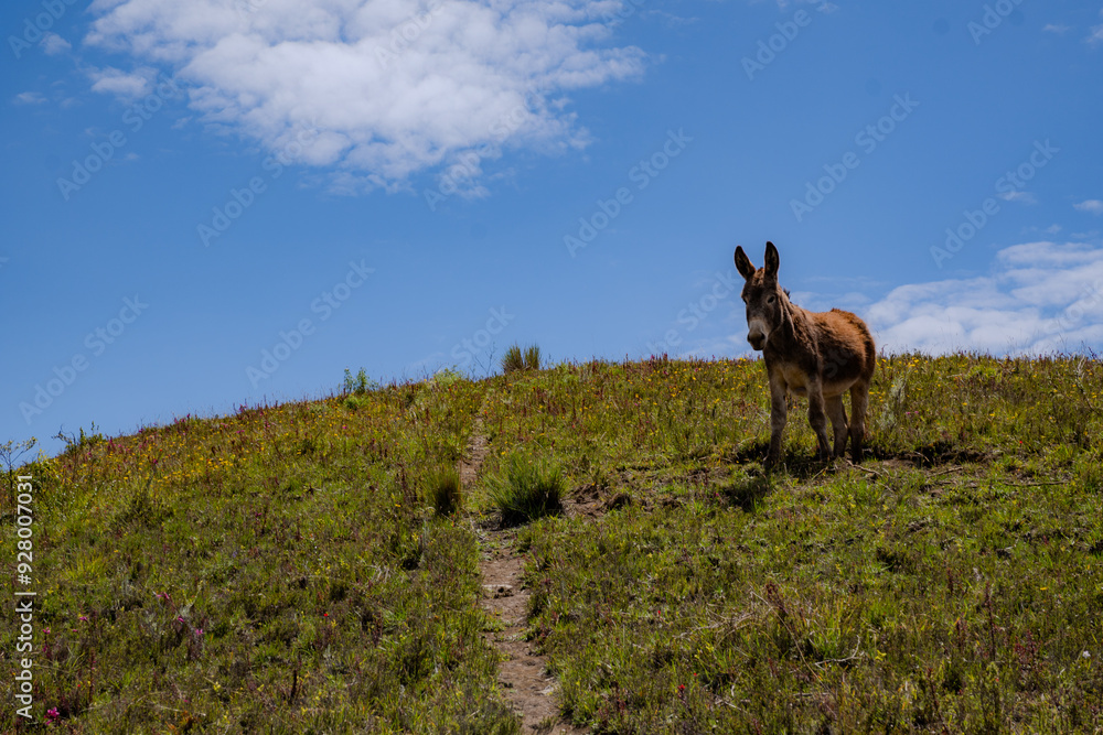Fototapeta premium Turismo - montaña - fauna