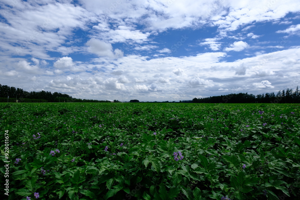 Blooming potato field Blooming potato field