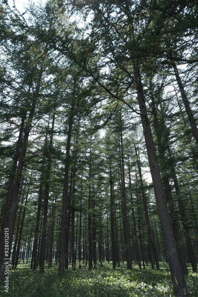 Obraz premium trees in the forest