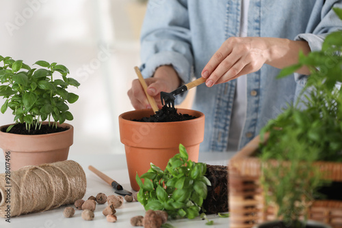 Valokuva Transplanting herb