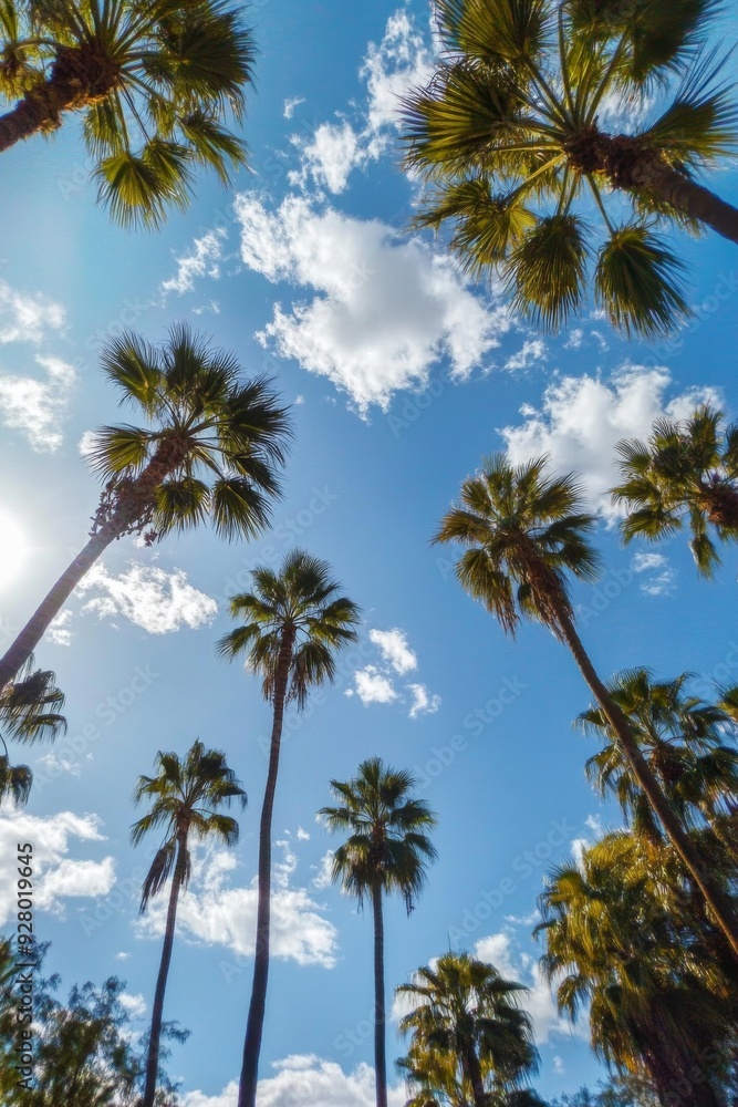 Tropical low-angle shot of palm trees against a clear blue sky, capturing the serene and relaxing vibes of a sunny day in paradise. Tropical low-angle shot of palm trees against a clear blue sky, capturing the serene and relaxing vibes of a sunny day in paradise.