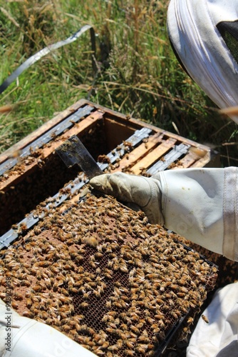 A Beekeeper Holding His Bee Frame photo