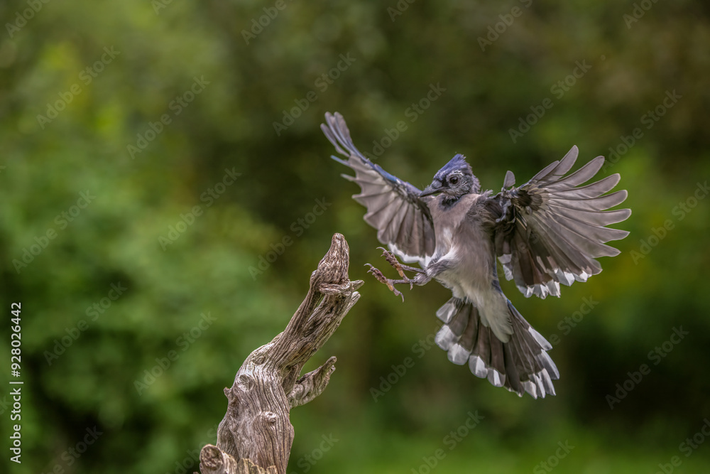 Fototapeta premium Blue Jay in flight