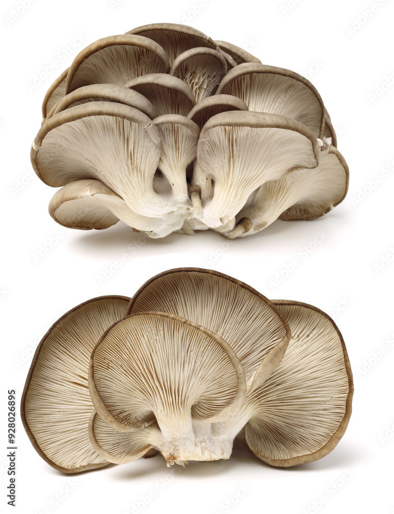 oyster mushroom on white background oyster mushroom on white background