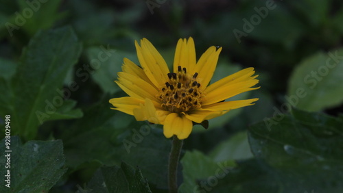 yellow flower on green background
