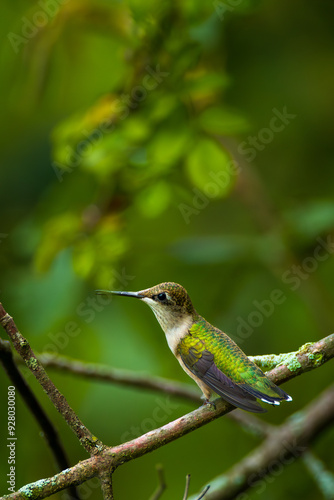 A female ruby-throated hummingbird resting on a branch photo