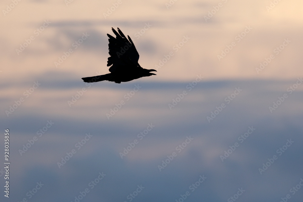 Obraz premium 空を飛ぶカラス