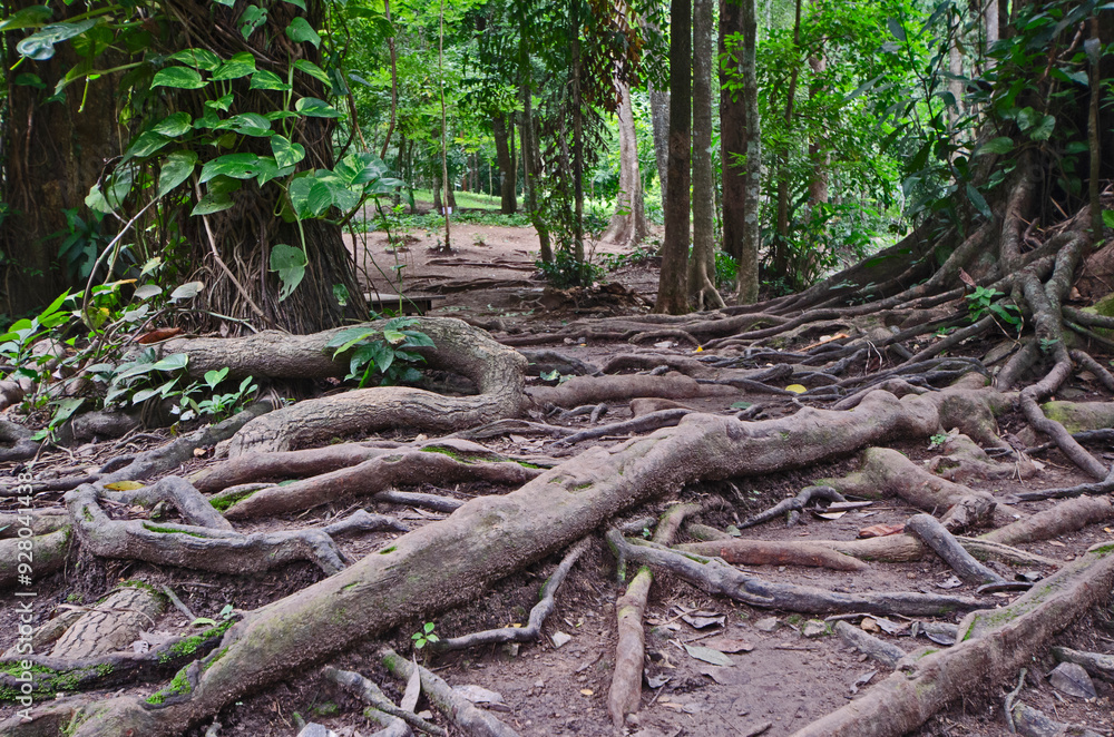 Tree roots curl beautifully on the ground in the park