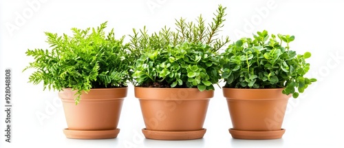 Three vibrant potted plants in terracotta pots, showcasing lush greenery and natural beauty, perfect for home decor or gardening.