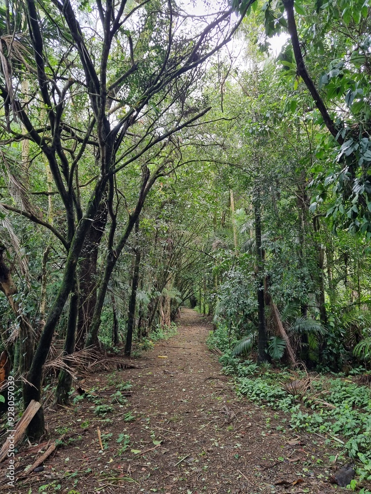 Fototapeta premium Harold West Walk, Millaa Millaa, Queensland, Australia
