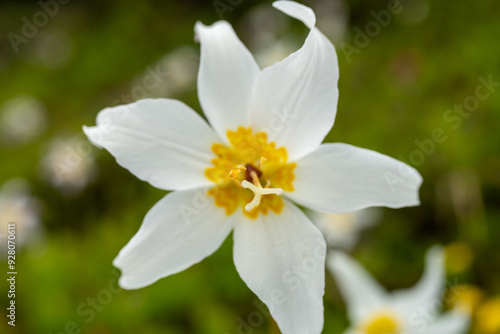 Fototapeta Naklejka Na Ścianę i Meble -  Focus On Carpel of Lily Against The Brilliant White And Yellow Of the Petals